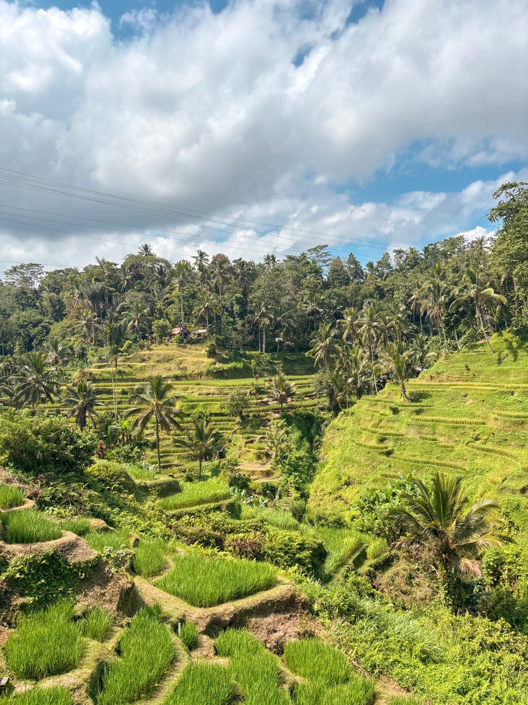 The Ultimate Bali Travel Guide: The Best Things to Do in Ubud